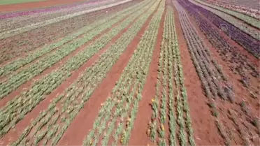 Karaman'da üretilen lale soğanları Rusya'dan talep görüyor