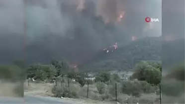 Yanan ormanlar yeniden yeşerdi