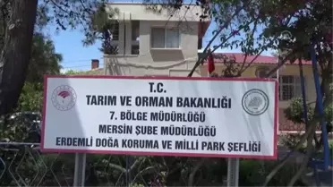 Bitkin halde bulunan dağ ceylanı tedavi edildi