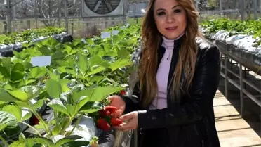 'Kalede Çilek Kadın Elinde Yetişecek' Projesi devrede