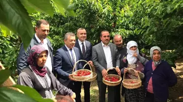 Kemalpaşa'da ilk kiraz hasadı yapıldı