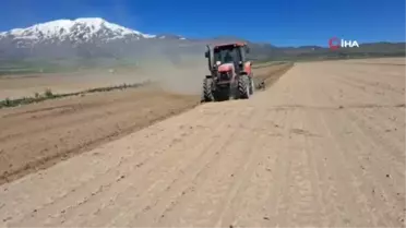 Adilcevaz'da şiddetli fırtına ve soğuk hava ekili alanlara zarar verdi