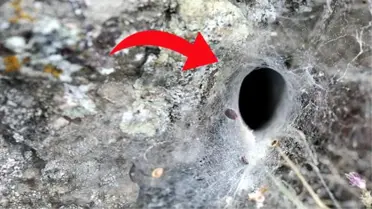Avrupa'yı karadul tehlikesi sardı! Örümcek, zehri nedeniyle büyük korku saçıyor