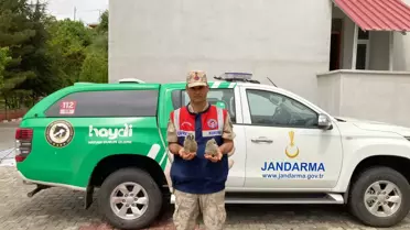 Malatya'da jandarmanın bulduğu kulaklı orman baykuşu yavruları korumaya alındı