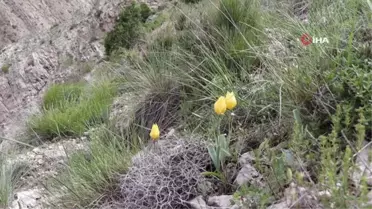 Oltu'da doğal laleler Sitare dağını süslüyor