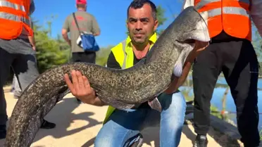 1 buçuk metrelik dev yayın balığı görenleri hayrete düşürdü