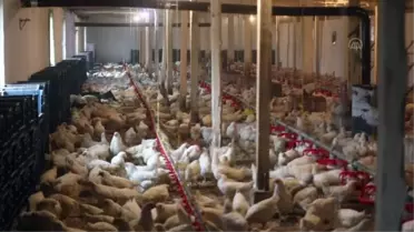 Bursa'daki meslek lisesinin çiftliğinde üretilen yumurtalar öğrencilere harçlık oluyor
