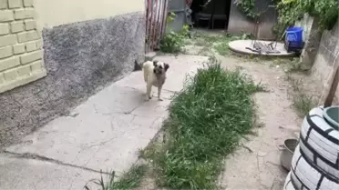 ESKİŞEHİR - Felçli köpek 'Badi' için eski bebek arabasından yürüteç yaptı