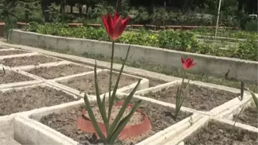 Merzifon'un endemik bitki türü 'yitik lale' kendi toprağında çiçek açtı