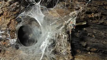 Yılan paniği yerini 'et yiyen sarıkız' korkusuna bıraktı! 13 santimetre boyuna ulaşan örümceğin zehri ölümcül!