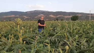 'Enginar; sofrada karaciğerin dostu, laboratuvarda kanserin düşmanı çıktı'