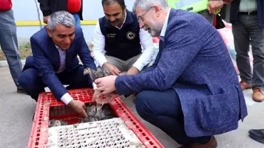 Ordu'da çiftçilere hindi palazı dağıtıldı