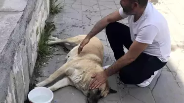Sokak köpeği 'Kocakız' için vatandaşlar seferber oldu