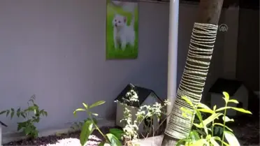 Ankara Adliyesinde sahipsiz hayvanlar için 'kedi sokağı' ve 'köpek sitesi' inşa edildi