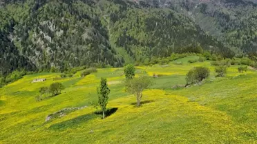 Kaçkar Dağları'nda endemik bitki türleri çiçek açtı