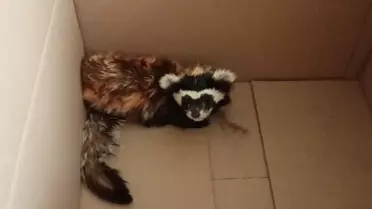 Aksaray'da bitkin halde bulunan yavru alaca sansar korumaya alındı