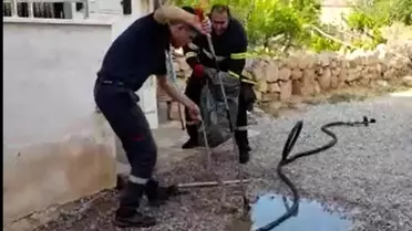 2 metrelik yılan paniği