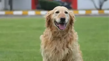 Arama kurtarma köpeği Bulut, yaş pasta kesilerek emekli edildi