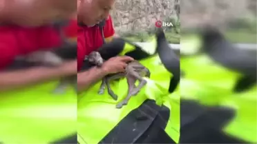 Doğa fotoğrafçısı, yeni doğan dağ keçisinin hayata tutunması için böyle seferber oldu