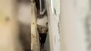 Bodrum'da iki duvar arasına sıkışan kedi yavrusu kurtarıldı