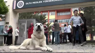 Kangal köpeği sınava giren sahibini okulun kapısında bekledi