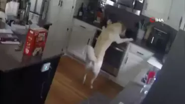 Sahibi evde olmayan köpek yangın çıkardı