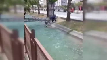 Suya düşen köpeği kurtarmak isteyen gençlerin zorlu mücadelesi