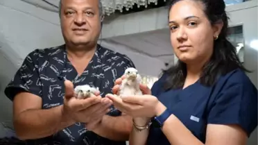 Arazide bulunan yavru şahinlere koruma