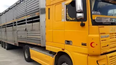Didim'deki hayvan hırsızlığına adı karışan tır şoförü konuştu