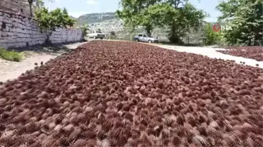 Son dakika haberleri... Adana'da tohumlardan çıkan çam filizleri yangının izlerini silmeye başladı