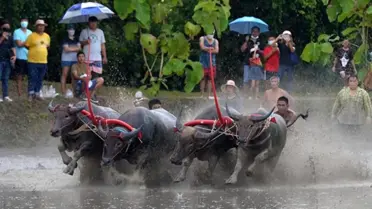 Tayland'daki Buffalo Yarışlarına Bir Göz Atın