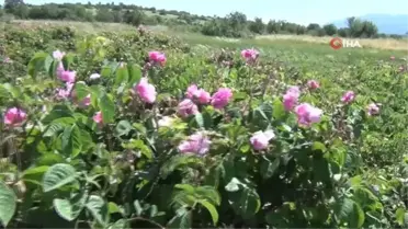 Yağlık gül üretiminin önemli merkezlerinden Çardak'ta hasat heyecanı başladı