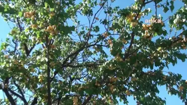 Malatyalı Kayısı Üreticisi Kuddusi Altınbay: 'Ücret Nedeniyle İşçi Bulmakta Zorluk Çekiyoruz'