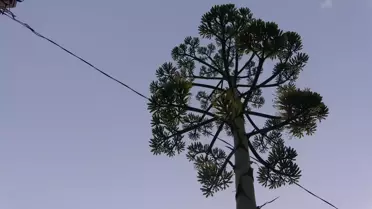 Çanakkale'de çiçek açan Agave bitkisine koruma talebi