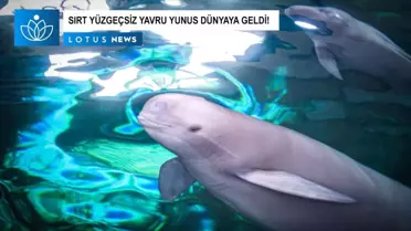 Video: Yangtze Sırt Yüzgeçsiz Yunusu Fujiu 'F9c22' Kod Adı Verilen Bir Yavru Dünyaya Getirdi