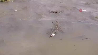 Kars Çayı'ndan adeta zehir akıyor