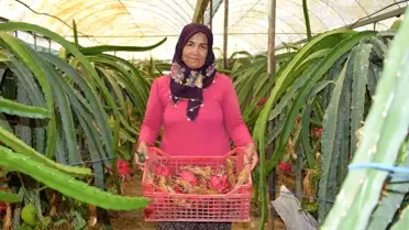 Gübre masrafı yok, 4 gün susuz kalabiliyor! Kilosu 100 TL'den satılan ejder meyvesine otel ve marketlerden talep çok
