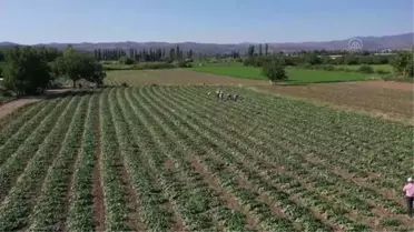 BALIKESİR - Üretim alanı artan 'Sındırgı kornişonu'nda hasat başladı