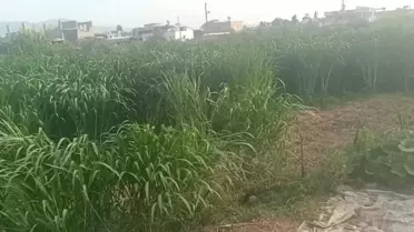 Maliyet Arttı Besici Alternatif Yeme Yöneldi: 'Maralfalfa Bitkisi Bizim Hayvancılığımızı Kurtaracak'