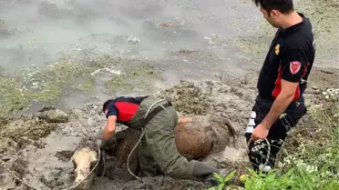 BATAKLIĞA SAPLANAN İNEĞE HALATLI KURTARMA