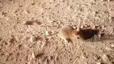 Elazığ'da IUCN'nin 'kırmızı' listesinde bulunan Arap tavşanı görüntülendi