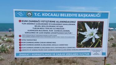 Sakarya'da koruma altındaki kum zambakları plajlara güzellik katıyor