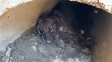Bursa'da zifte yapışan 4 köpek kurtarıldı, 3'ü telef oldu