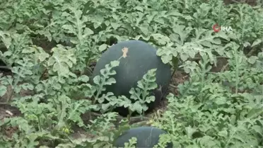 Bafra Ovası'nda karpuz tarla günü