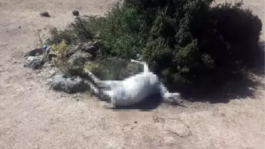 Çoban ve keçisi su kuyusunda ölü bulundu