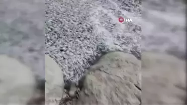 Bursa'da esrarengiz balık ölümleri