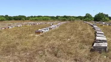 Dededen toruna 3 kuşak arıcıların 'bal yolculuğu' tamamlandı