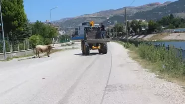 Mezbahadan kaçan boğa peşindekilere zor anlar yaşattı