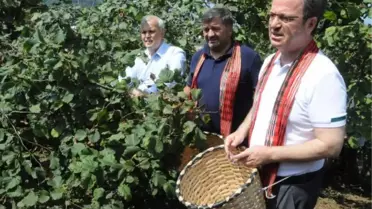 Hasat şenliğinde vali ve belediye başkanı, beline sepet bağlayıp fındık topladı