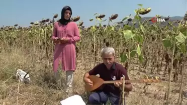 Adana'da sazlı sözlü ayçiçek hasadı
